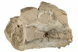 Partial, Unprepared Oreodont (Merycoidodon) Skull - South Dakota #192512-2